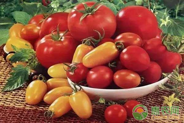 番茄品种区分