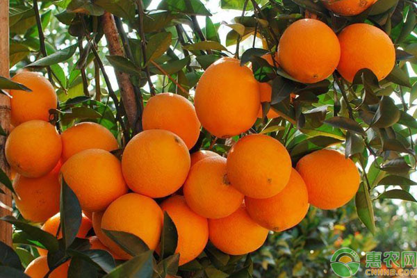 橙子种植技术