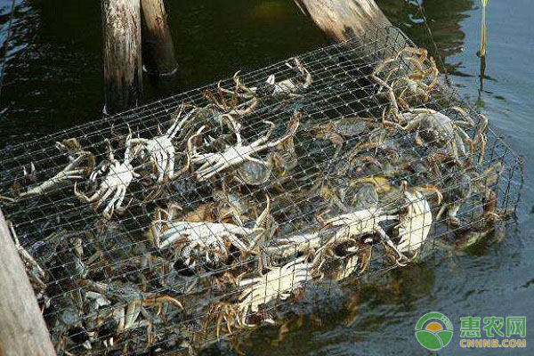 河蟹养殖产业现状分析，河蟹养殖需具备的条件