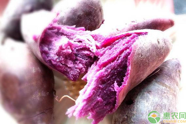紫薯转基因食品