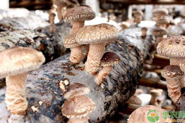 2019香菇多少钱一斤？一亩大棚香菇种植利润及前景分析