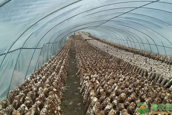 2019香菇多少钱一斤？一亩大棚香菇种植利润及前景分析