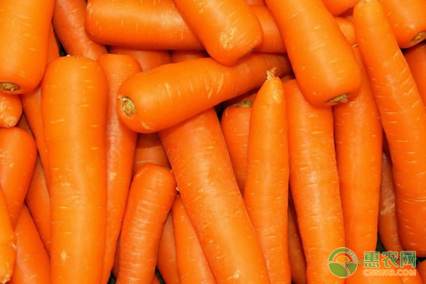 胡萝卜对人体的好处