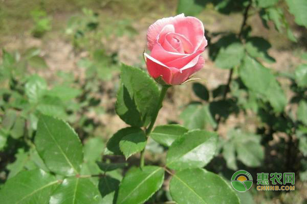 种植玫瑰花如何选择土壤?怎样整形修剪?