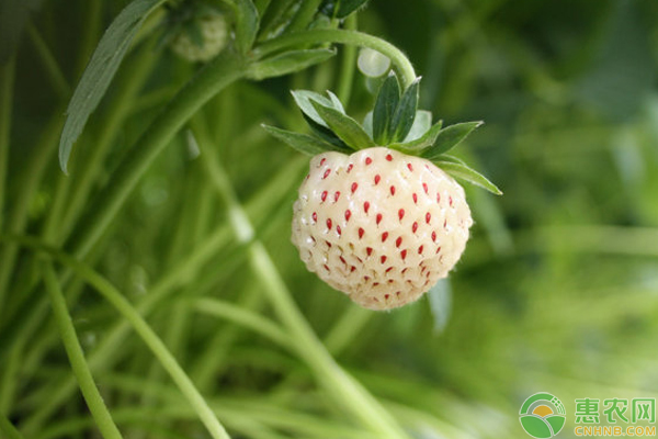 菠萝莓是什么水果？多少钱一斤？菠萝莓营养价值及选购方法