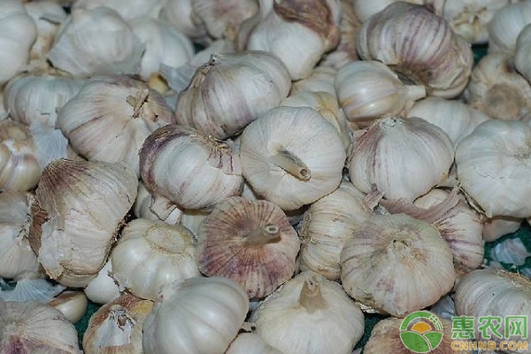 2019大蒜多少钱一斤？大蒜发芽能吃吗？大蒜的功效与作用