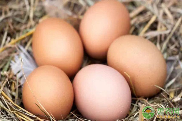 鸡蛋要如何挑选?鸡蛋保鲜需要注意什么?