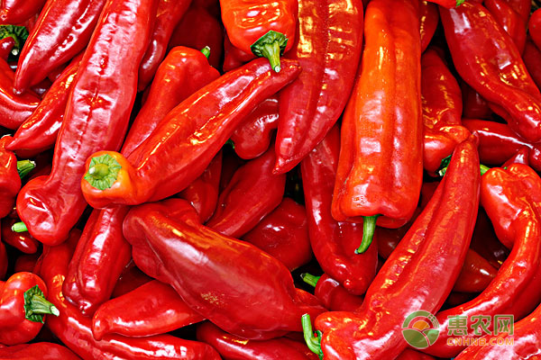 今日辣椒多少钱一斤？种植辣椒的效益如何？