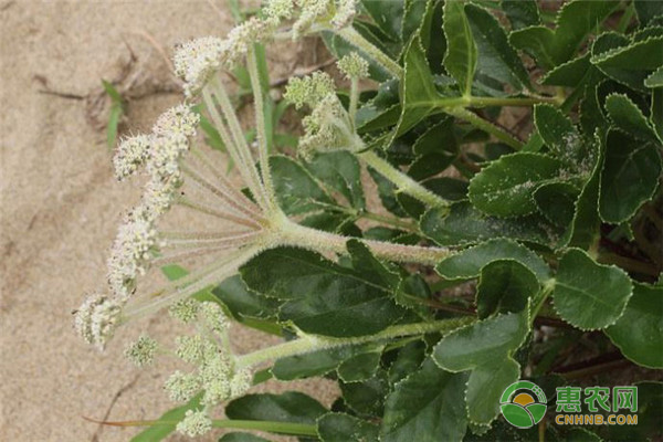 珊瑚菜价格贵吗？珊瑚菜的营养价值有哪些？种植效益怎样？