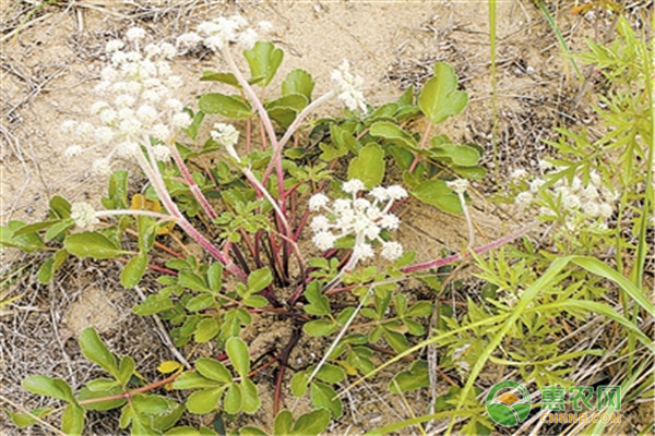 珊瑚菜价格贵吗？珊瑚菜的营养价值有哪些？种植效益怎样？