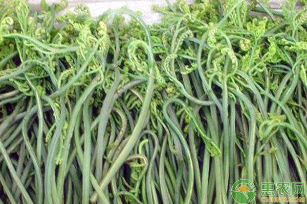 野生蕨菜多少钱一斤？蕨菜不能和什么一起吃？野生蕨菜的功效与作用
