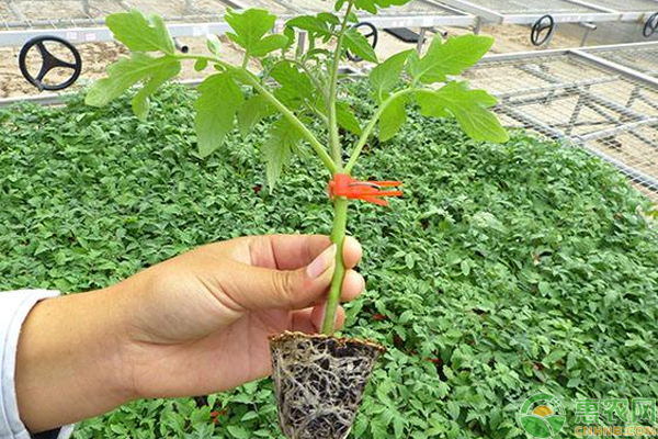 今日西红柿苗价格多少钱一株？有哪些育苗要点？