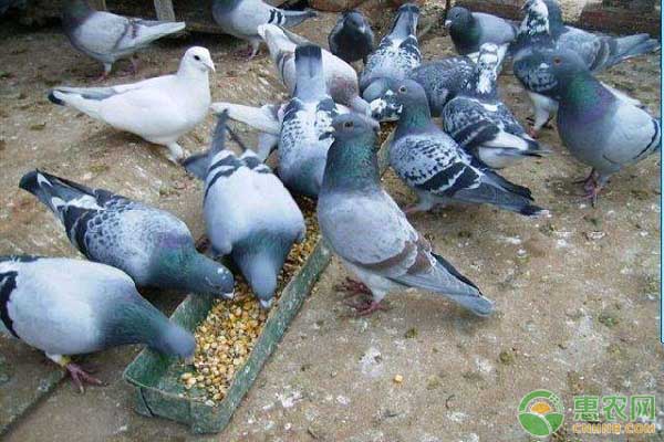 鸽子的养殖成本和利润分析，农民开展鸽子养殖项目须知