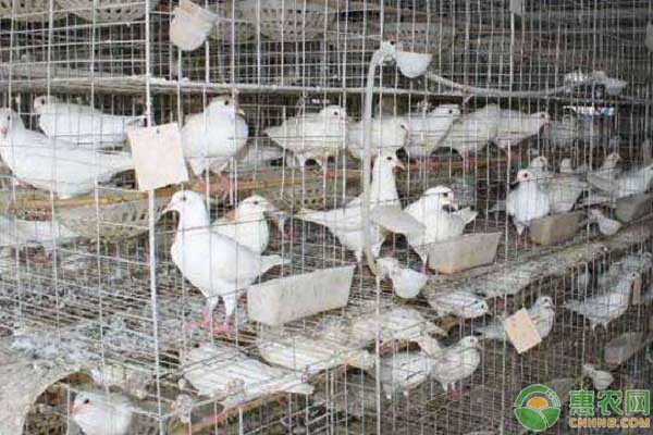 鸽子养殖成本与养殖利润