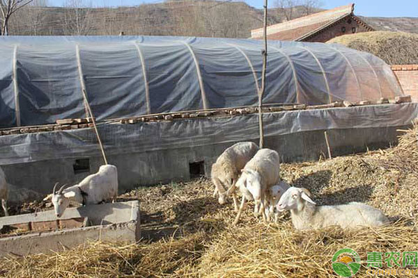 农村种地不赚钱，可以考虑加入养土鸡养羊队伍中！