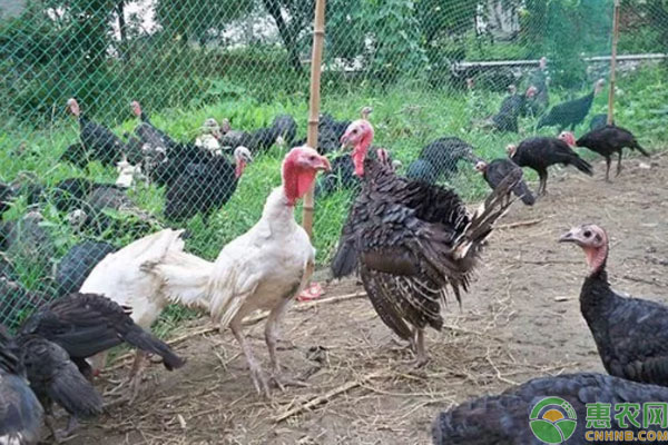农民小哥回乡创业养火鸡，市场需求大，一斤可卖50元！