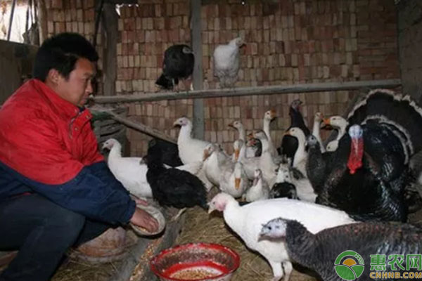 农民小哥回乡创业养火鸡，市场需求大，一斤可卖50元！