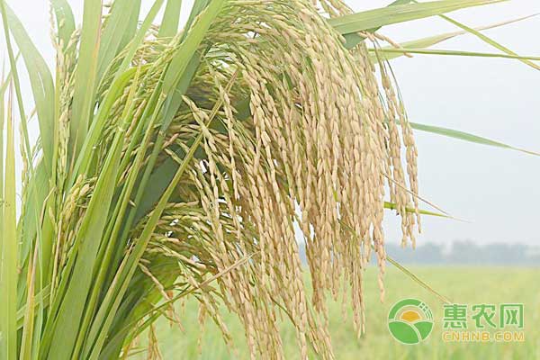 2019年粳稻价格要多少钱一吨？粳稻和籼稻哪个好吃些？