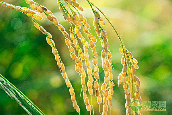 2019年粳稻价格要多少钱一吨？粳稻和籼稻哪个好吃些？