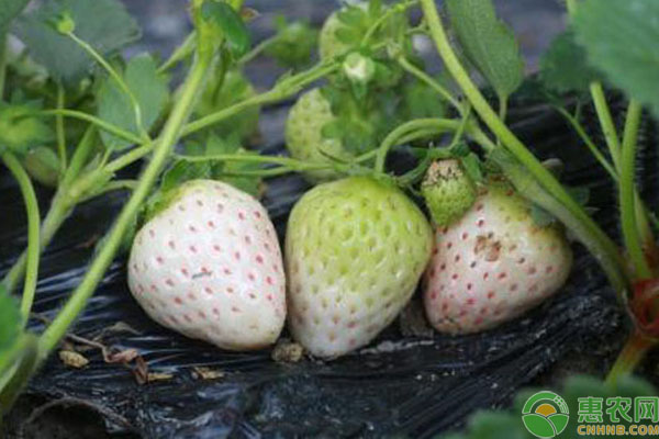 白草莓种植技术 