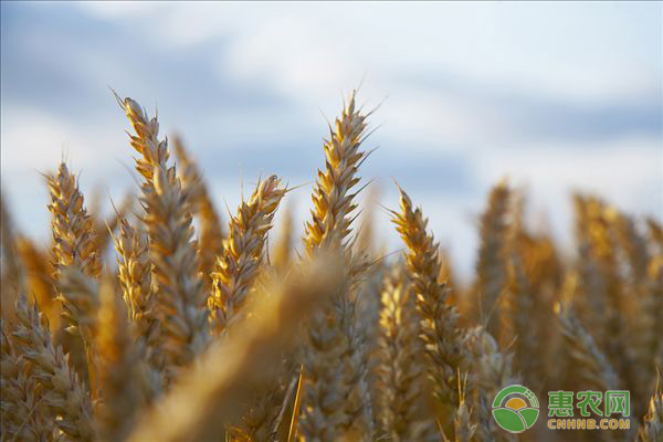 大麦价格贵吗？大麦和小麦有什么区别?功效与禁忌有哪些？