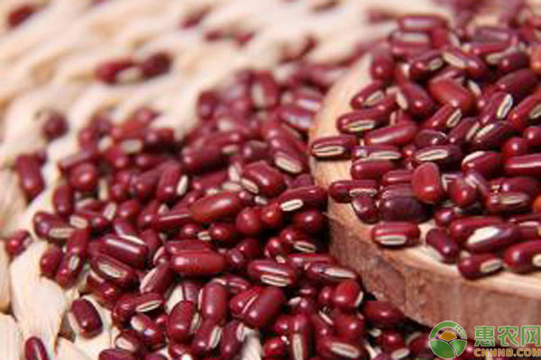 2019赤小豆价格多少钱一斤？赤小豆的功效作用及食用事项