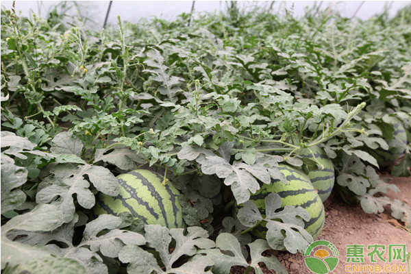 西瓜栽培想实现高产量，这五点平日里需要多留意！