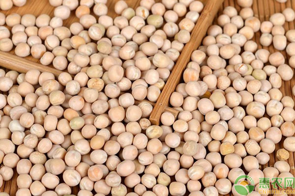 干豌豆有什么功效作用？2019干豌豆价格多少钱一吨？