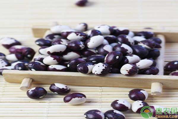 熊猫豆的市场价格多少钱一斤?有哪些营养功效?怎么做才好吃?