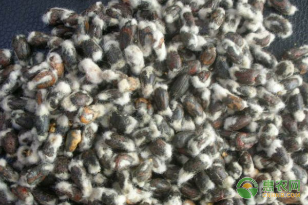 目前棉籽价格多少钱一斤？有哪些功效作用及用途？
