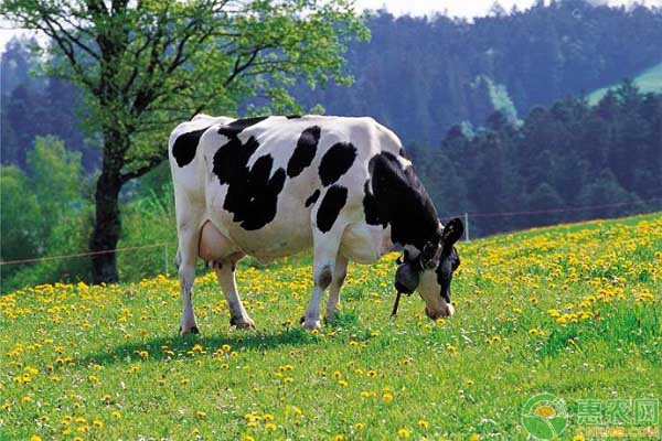 人造奶与传统农业养殖的关系