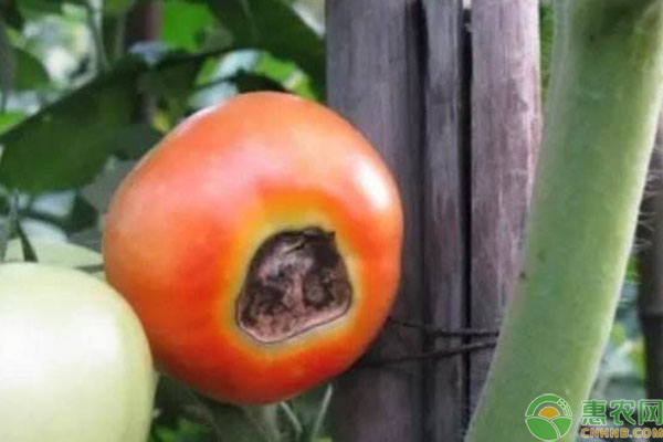 西红柿常见病害