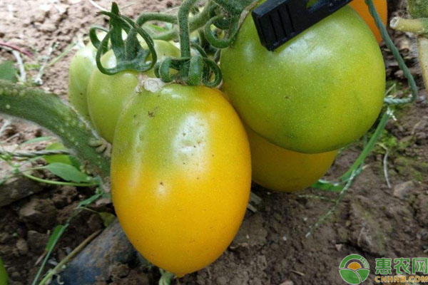 西红柿常见病害预防措施