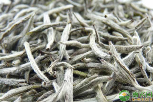 白茶有哪些品种？多少钱一斤？白茶功效与作用及禁忌