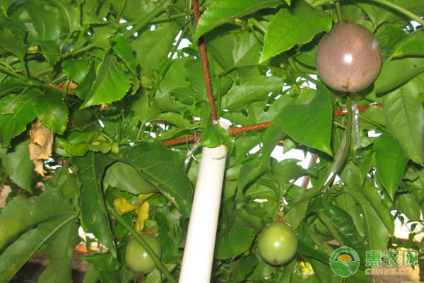 家庭百香果的种植要点及养护方法