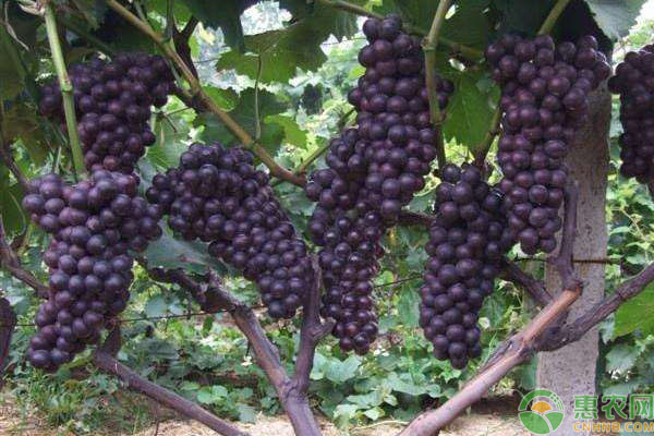 葡萄品种优缺点