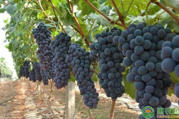 葡萄品种大全 