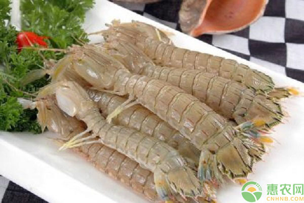 皮皮虾
