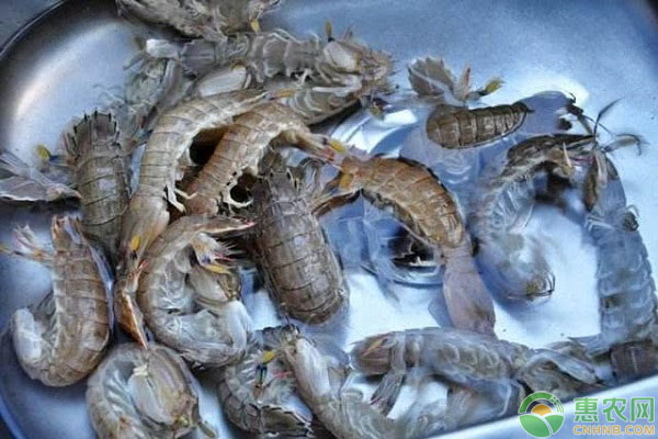 皮皮虾市场行情分析