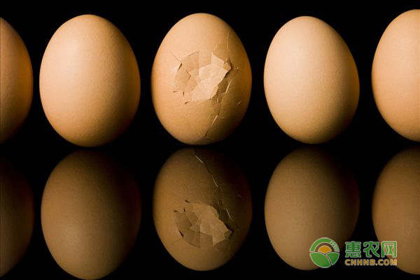 蛋的常见品种有哪些？它们各有什么营养价值与食用禁忌？