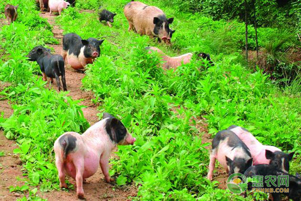 香猪的养殖前景