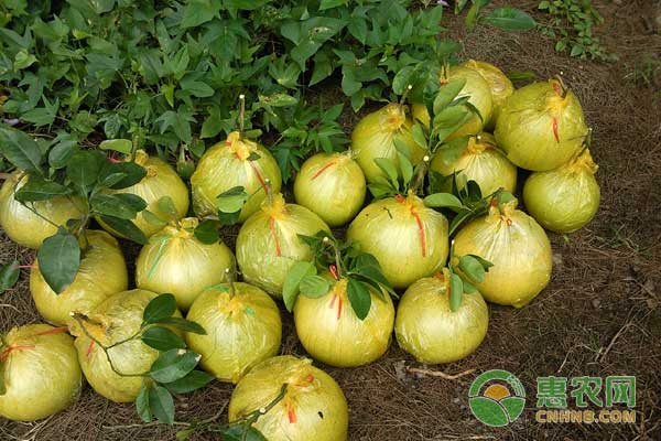 吉安村民变身蜜柚农场主，成为“蜜柚大王”，带动周边村民共同致富！