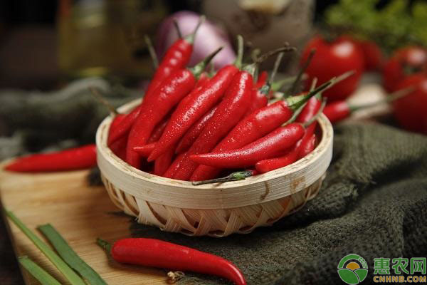 常见的辣椒品种有哪些?不同辣椒品种之间的应用
