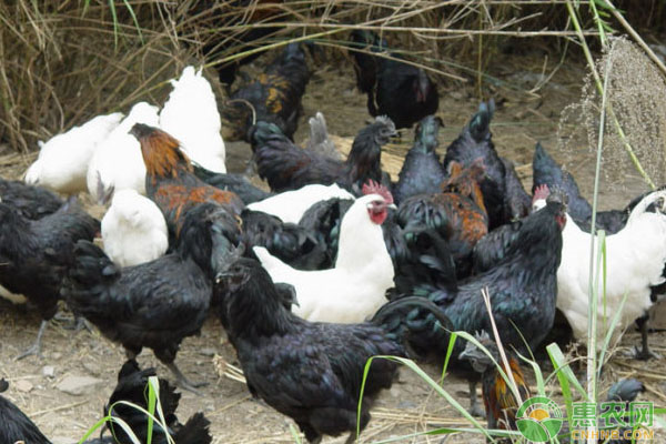农民养殖这四个品种的鸡大有前景，养好不缺钱！