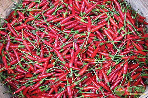 今日辣椒价格多少钱一斤？有哪些食用功效？该如何保存？