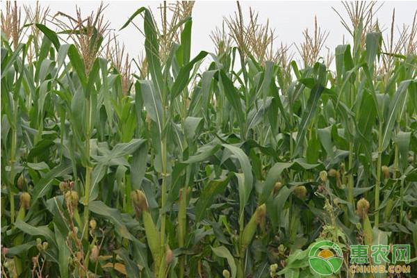今日玉米价格多少钱一斤？2019年全国玉米主产区价格行情预测