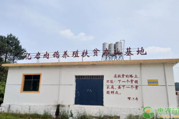 南丰县通过“合作社+贫困户”养殖肉鸽，带领贫困户走上致富路！