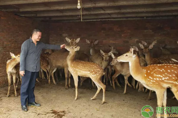 博罗村民通过养殖梅花鹿，现产值达千万元！