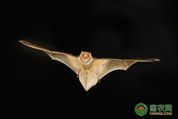  蝙蝠有哪些药用价值？它的粪便有什么营养？