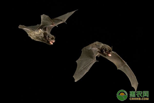  蝙蝠有哪些药用价值？它的粪便有什么营养？